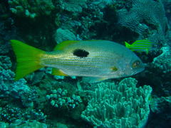 Lutjanus ehrenbergii