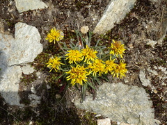 Jacobaea carniolica