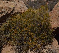 Helichrysum hamulosum
