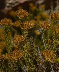 Helichrysum hamulosum