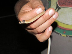 Pygopus nigriceps
