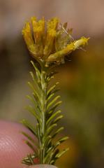 Helichrysum hamulosum