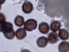 Didymium nivicola