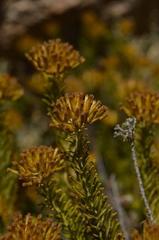 Helichrysum hamulosum