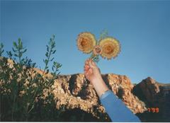 Protea sulphurea