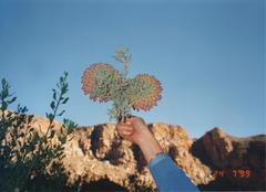 Protea sulphurea
