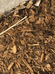 Anura