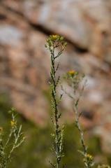 Berkheya canescens