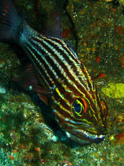 Cheilodipterus macrodon