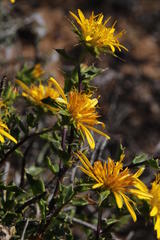 Berkheya spinosa