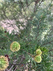 Ricinocarpos pinifolius