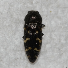 Acmaeodera tubulus