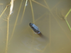 Thamnophis validus