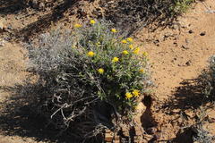 Berkheya spinosa