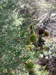 Ricinocarpos pinifolius