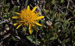 Berkheya spinosa