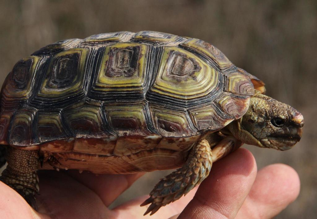 Parrot-beaked Tortoise