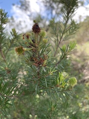 Ricinocarpos pinifolius