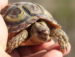 Parrot-Beaked Tortoise photo 3