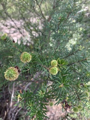 Ricinocarpos pinifolius