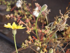Crepis foetida