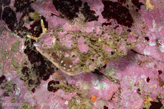 Fusitriton magellanicus