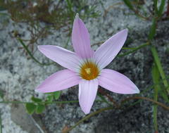Romulea tabularis
