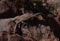 Platysaurus attenboroughi