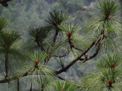 Pinus devoniana