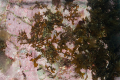 Dictyota falklandica