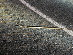 Pseudechis australis