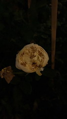 Rosa chinensis