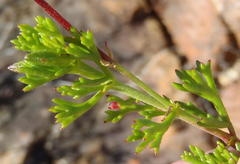 Pelargonium ternatum