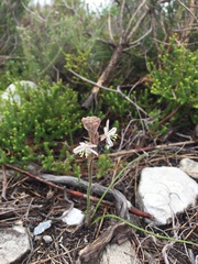 Trachyandra hirsutiflora