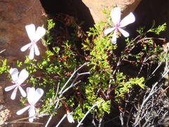 Pelargonium ternatum