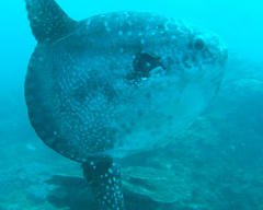 Mola