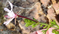 Pelargonium ternatum