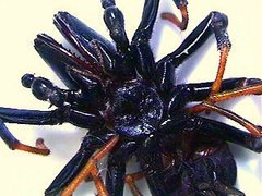 Sphodros atlanticus
