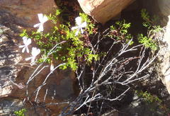 Pelargonium ternatum