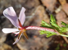 Pelargonium ternatum