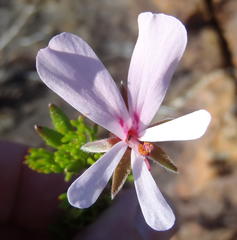 Pelargonium ternatum