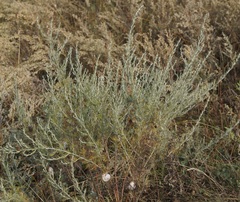 Artemisia taurica