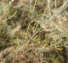 Artemisia taurica