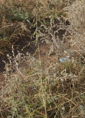 Artemisia santonicum
