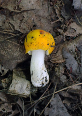 Russula xantho