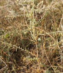 Artemisia santonicum