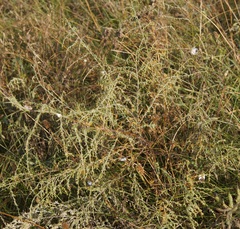 Artemisia santonicum
