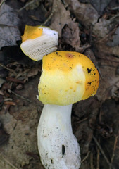 Russula xantho