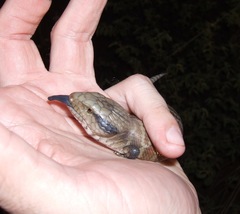 Tiliqua multifasciata