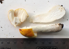 Russula xantho